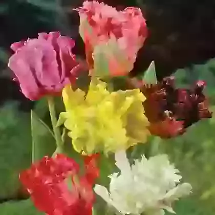 Parrot Tulip Mixture
